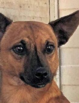 TIGRETTO - auf PS in NRW - Regensburg