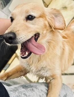 Trevor- unkomplizierter verspielter Rüde - Velbert