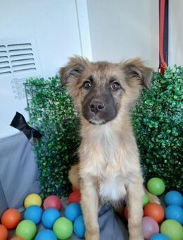 🧡 Verspielte Junghündin Minnie 🧡 - Eislingen (Fils)