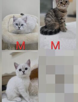 BKH Kitten 13 Wochen - Nastätten