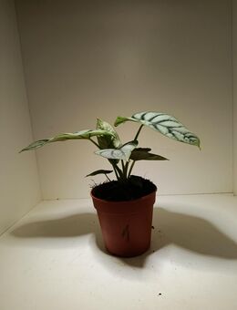Alocasia Silverdragon - Rietberg Zentrum