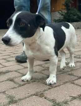 Alma wünscht sich ein Körbchen - Nordwalde