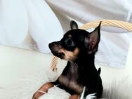 Russkiy Toy Terrier Kurzhaar Welpe - Unterkirnach