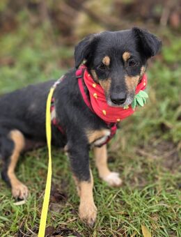 Mutti Daisy 35 cm groß und ihre Kinder 2 Mädels ein Rüde , die Kinder ca 30-35 cm - Hohe Börde
