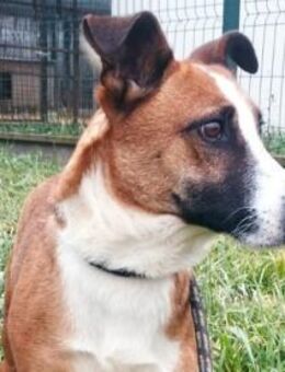 Kopè möchte ein Ticket ins Glück - Olsberg