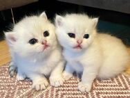 2 BKH Kitten in Silver reinrassig - Weyhe