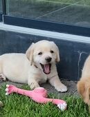 Labrador Welpen in 33397