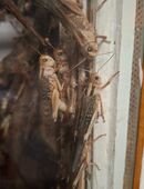 Wander Heuschrecken in 22309