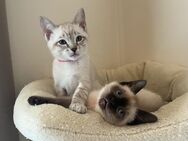 Siam Kitten - Abgabebereit - 2 Mädchen - Fürth