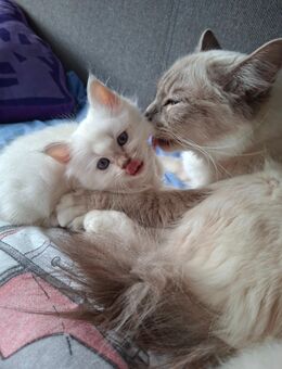 Heilige Birma Kitten - Sternberg