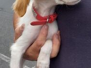 Nelly sucht Familienanschluss - Tornesch