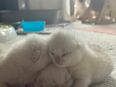 Wunderschönen Bkh Kitten in 47475