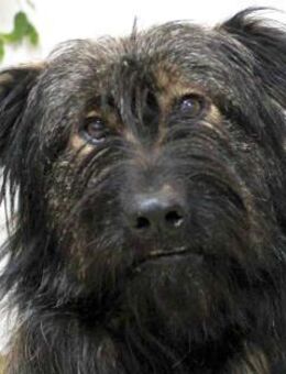 Wuscheliger Grey sucht seine Familie - Dittelbrunn
