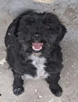 SZMUKI - MÖCHTE GELIEBT WERDEN - Nörten-Hardenberg