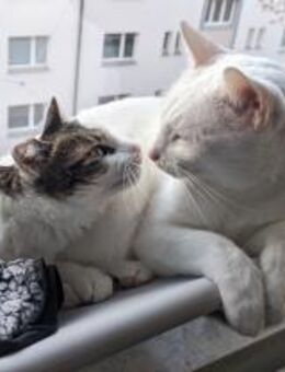 😻 Aspita & Jerry zwei Schmuser - Benediktbeuern