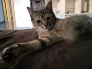 Liebe Rosie sucht ihr Kuschelkörbchen - Margetshöchheim