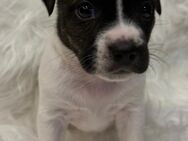 Boston Terrier-Jack Russell Mix Welpen