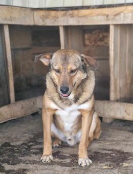 RUSTY sucht liebevolles Zuhause - Neuberg