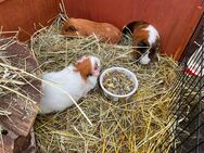 Meerschweinchen Weibchen und Männchen - Schlitz