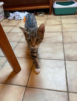 Kater sucht schönes Zuhause - Mörel