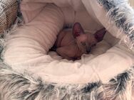 Sphynx kitten - Möckern Pabsdorf