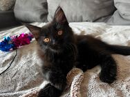 Wunderschöne Maine Coon Kitten - Helsa