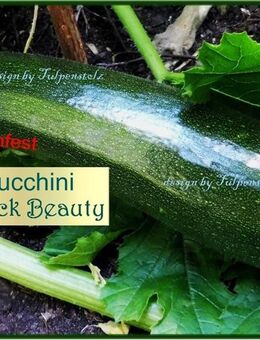 ♥ BIO Zucchini Black Beauty Samen samenfest Gemüse Tulpenstolz Garten,schwarze dunkelgrün, Saatgut,seeds,alte Sorte - Hamburg