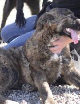 Cosmea, träumt von einem Neuanfang - Celle