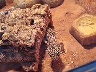 Leopardgecko in gute Hände abzugeben - Braunschweig