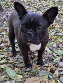 🩵 Manna Kleine Herzensbulldogge - Kassel