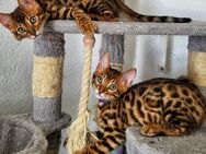 Bengal Kitten mit Stammbaum - Wuppertal
