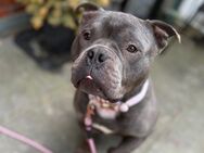 American Bully - Verden (Aller)