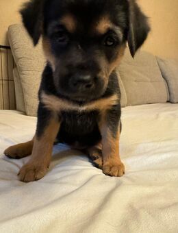 Malinois Labrador Hovawart Australian Shepherd mix Welpen - Hamm (Sieg)