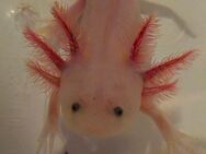 Axolotl Jungtiere weiß - Ahnatal