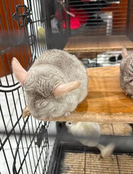 4 Chinchilla mit großen Käfig - Hannover Mitte