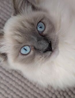 Reinrassige Ragdoll-Dame in liebevolle Hände - Nauen