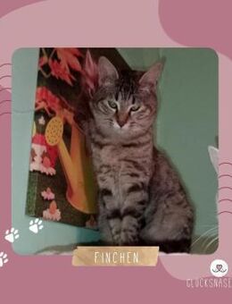 Katze Finchen möchte so gern ankommen - Lalendorf