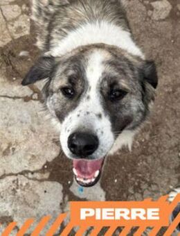 Pierre - der Spitzenhund für Jedermann - Berlin