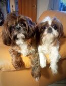 Keine reinrassige Shih Tzu Hündin sucht wegen Trauerfall ein neues liebevolles Zuhause in 23968