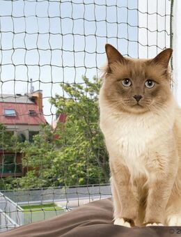 Trixie Katzenschutznetz mit Drahtverstärkung - L 4 x H 3 m