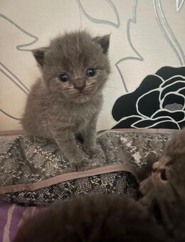 🐾 Traumhafte Kitten – Britisch Kurzhaar / American Kurzhaar 🐾 - Köln