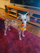 Verkaufe Chinesische Schopfhündin in 42653