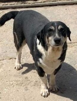 Findet Opa THALES noch sein Happy End? - Aerzen