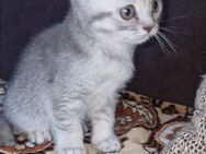 BKH Kitten suchen neues Zuhause - Kamp-Lintfort