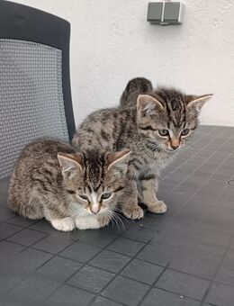 Katzenbabys - Voltlage