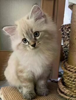 BKH Blue Point& Black Silber Tabby(Marmor) Whiskas Muster - Köln