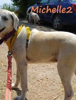 Michelle2 süße ruhige Welpin 12/24 GRC - Ruppertsecken