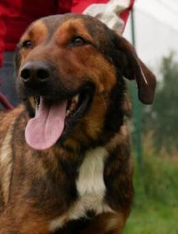 Kasper - Führungskraft gesucht - Berlin