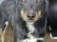 Rio 💗 Herzenshund sucht Familie! - Hamburg