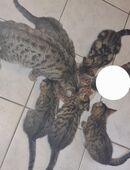 Unsere kitten suchen liebe volles zuhause in 49191